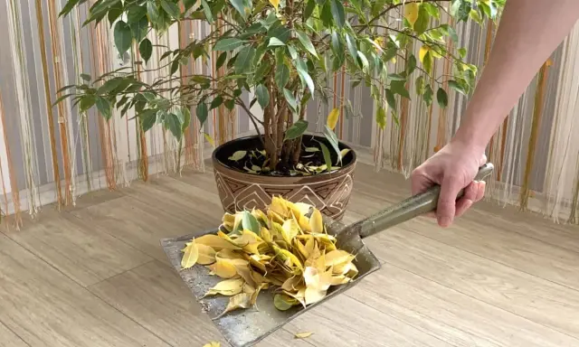 Un ficus perd ses feuilles, une pelle ramasse les feuilles tombées sur le sol en bois.