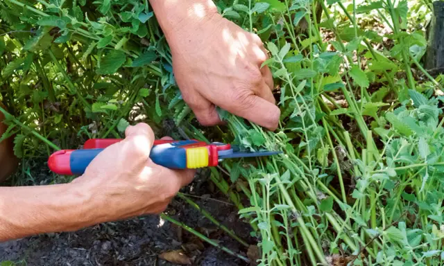 Hände schneiden mit einer Gartenschere einen Strauch Katzenminze. Die grünen Blätter und Stängel sind dicht und üppig.