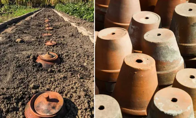 Ligne de pots en terre cuite enterrés dans le sol, prêts pour la plantation. À droite, une pile de pots en terre cuite.