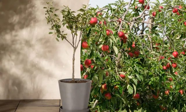 Ein junger Apfelbaum im Topf neben einem reifen, fruchttragenden Apfelbaum. So könnte es aussehen, wenn man einen Apfelbaum pflanzt und ihn wachsen sieht.
