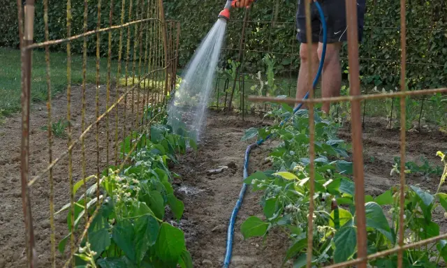 Arrosage des haricots verts dans le potager. Un jardinier arrose les jeunes plants avec un tuyau d'arrosage.