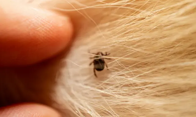 Gros plan d'un doigt prêt à enlever un tique sans pince, niché dans la fourrure dorée d'un animal.