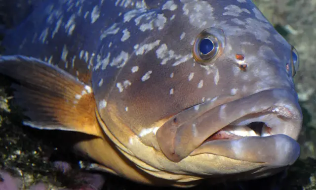Primo piano di una cernia con macchie chiare sul corpo e pinna arancione.