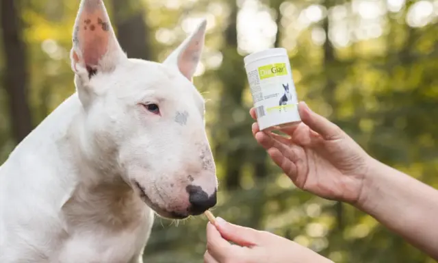 Biały bull terrier dostaje smakołyk, który może pomóc w walce z giardią u psa objawy.