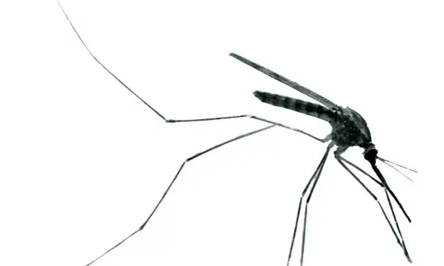 En mygga, bärare av malaria sjukdom, med långa ben och vingar mot vit bakgrund.