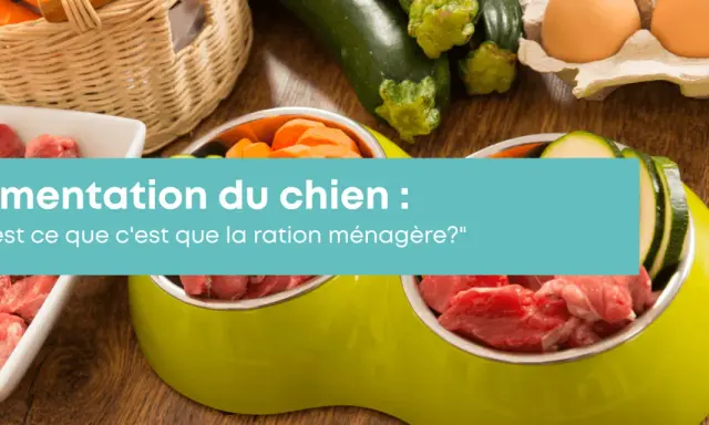 Préparation de nourriture pour chien maison : viande crue, carottes, courgettes et œufs. Une alimentation saine pour votre compagnon.