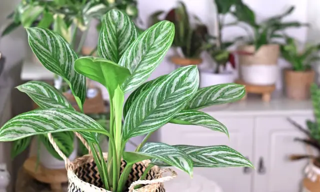 Aglaonema odmiany z pięknymi, pasiastymi liśćmi w odcieniach zieleni i bieli, wpleciona w pleciony koszyk.