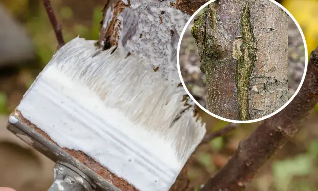Pędzel z białą farbą bielący pień drzewa. W okręgu zbliżenie na korę, pokazujące jakie drzewa i krzewy bielimy.
