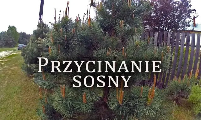 Jak przycinać sosnę dla gęstej korony? Uniknij 4 błędów!