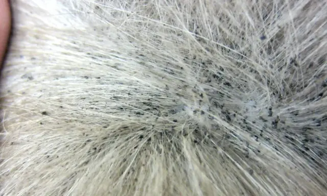 Gros plan sur la fourrure d'un animal, révélant de nombreux petits points noirs, des œufs de puce, dispersés parmi les poils clairs.