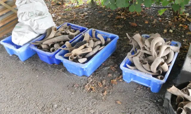 Błękitne skrzynki pełne rogów, które mogą posłużyć do produkcji mączki rogowej. Obok worek z materiałem.