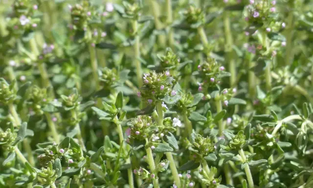 Gros plan sur des brins de thym aux petites fleurs roses. Le thym à thymol, bien que bénéfique, peut présenter un danger s'il est mal utilisé.