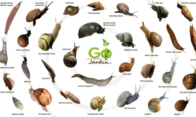 Voici pourquoi j'ai plein d'escargots dans mon jardin : une collection d'espèces variées, du petit gris à la grande loche, illustre la biodiversité de mon espace vert.