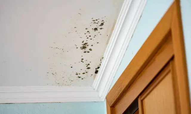 Manchas de moho en el techo y pared, un problema común que requiere remedios caseros para quitar el moho de las paredes.
