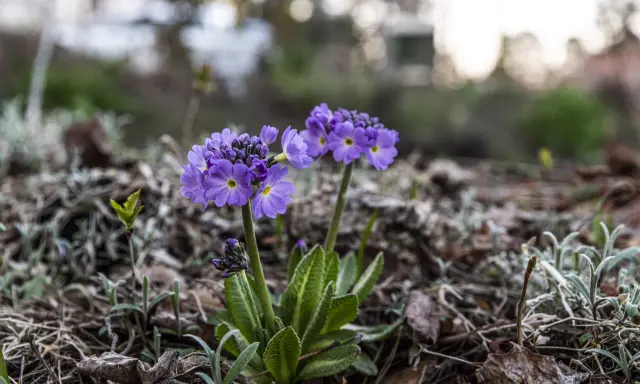Two purple primroses with yellow centers bloom in dry leaves and soil.