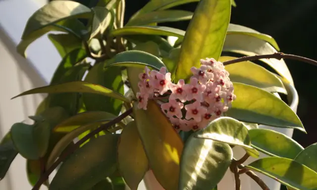 A cluster of delicate pink hoya flowers with dark red centers blooms amidst glossy green leaves, catching the warm sunlight.