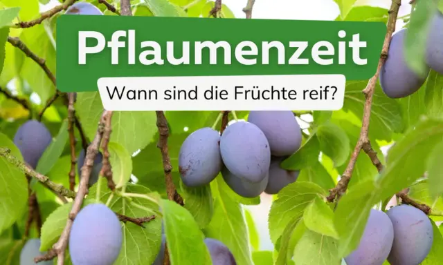 Reife Pflaumen hängen an einem Baum. Die Frage "Wann ist Pflaumenzeit?" wird gestellt, um den perfekten Erntezeitpunkt zu finden.