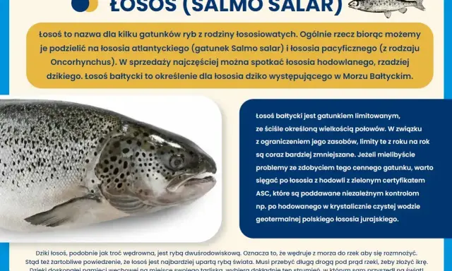 Łosoś bałtycki, jeden z gatunków ryb w Bałtyku, jest limitowany. Poznaj więcej o tych rybach.