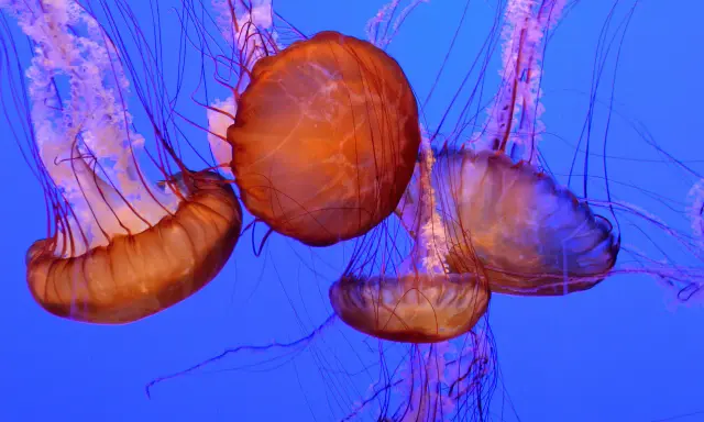 Meduse arancioni con lunghi tentacoli viola danzano nell'acqua blu. Una medusa velenosa, bellissima ma pericolosa.