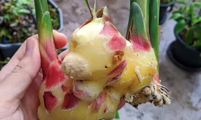 Main d'une personne tenant une plante de gingembre fraîchement récoltée, avec des rhizomes jaunes et des touches de rouge à la base des tiges vertes.