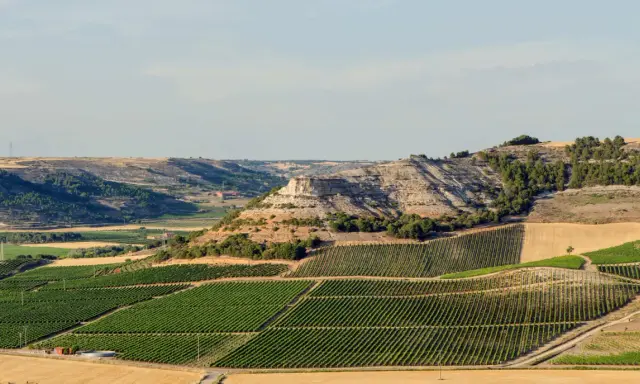 Paisaje de viñedos en terrazas que producen vinos de Ribera del Duero. Colinas secas y un acantilado rocoso al fondo.