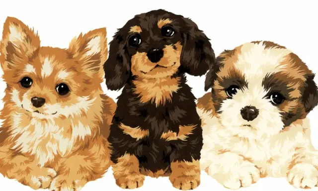 Trzy urocze szczenięta: rudy, jamnik i shih tzu. Zastanawiasz się, ile to ludzkich lat?
