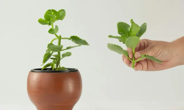 Różne kalanchoe rodzaje: jedna roślina w doniczce, druga w dłoni.