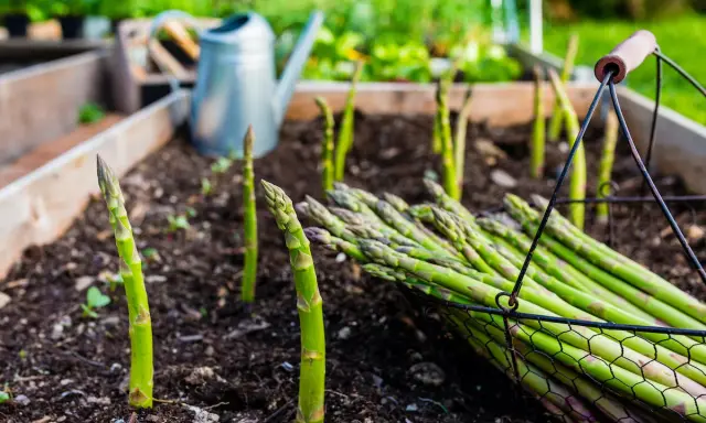Frischer Spargel wächst im Beet, ein Korb voller Ernte daneben. Die Frage "wie lange kann man Spargel ernten" beschäftigt jeden Gärtner.