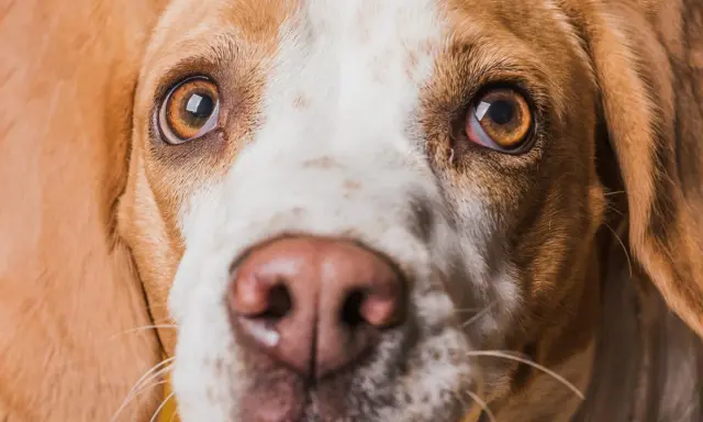 Zbliżenie na pysk psa rasy beagle. Widać jego brązowe oczy, które wydają się lekko zaczerwienione, oraz wilgotny nos.