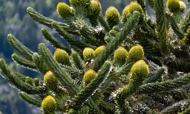 Gros plan sur les cônes et les aiguilles d'un Araucaria, une des variétés de pins et sapins aux formes uniques.