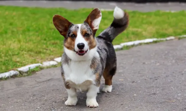 Uroczy corgi z umaszczeniem merle, z charakterystycznymi łatami, stoi na ścieżce.