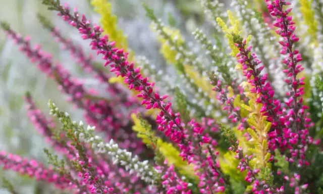 Bunte Heideblüten in Pink, Weiß und Gelb. Eine schöne Erinnerung daran, was man im Herbst pflanzen kann, um Farbe in den Garten zu bringen.
