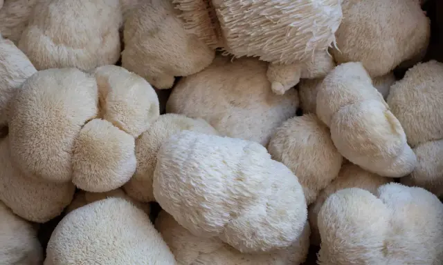 Un amas de champignons lion s mane, d'une blancheur éclatante, évoquant une crinière soyeuse.