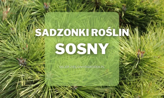 Zielone igły sosny do ogrodu. Sadzonki roślin sosny dostępne w sklepie zielonyogrodek.pl.