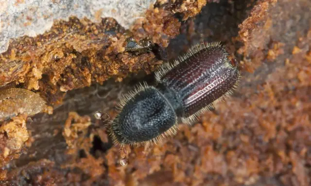 A close-up shows what bark beetles look like: a dark, fuzzy beetle with segmented wings, nestled in rough, brown wood.