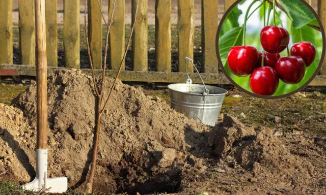Sadzenie czereśni: młode drzewko w dołku, łopata, wiaderko i apetyczne czereśnie w kółku.