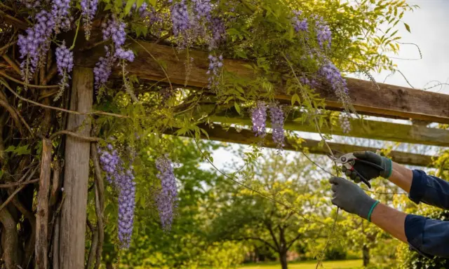 Des grappes de glycine arbre en fleurs tombent d'une pergola en bois. Des mains gantées taillent la plante.