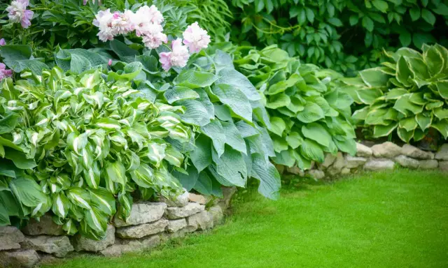 A lush garden bed features variegated and solid green hostas plants, bordered by a stone wall and a vibrant green lawn.