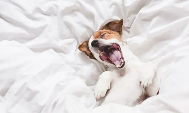 Jack Russell terrier leży na białej pościeli, ziewając szeroko. To taki wycie psa, że aż uszy mu się kładą!