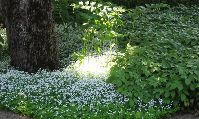 En matta av små vita blommor breder ut sig vid en stor trädstam. Solen lyser genom lövverket och skapar ett drömskt sken över perenner sol.