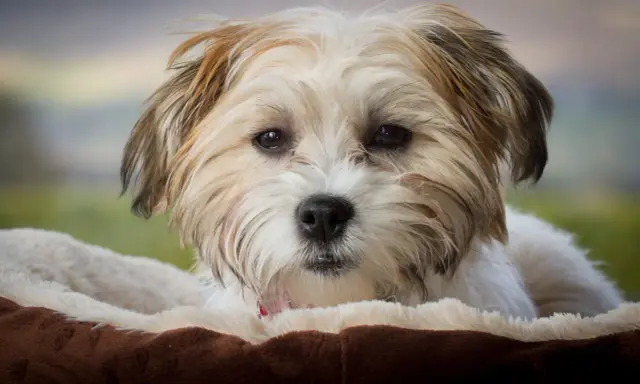 Uroczy bichon frise brązowy z puszystym futerkiem, leżący w miękkim legowisku.