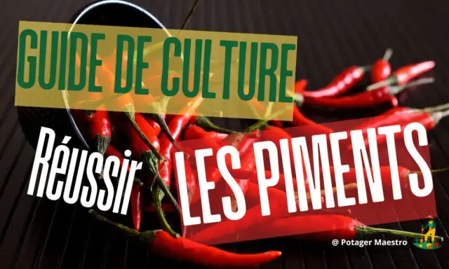Guide de culture : réussir les piments. Une image qui met en avant la culture piment avec des piments rouges vifs.