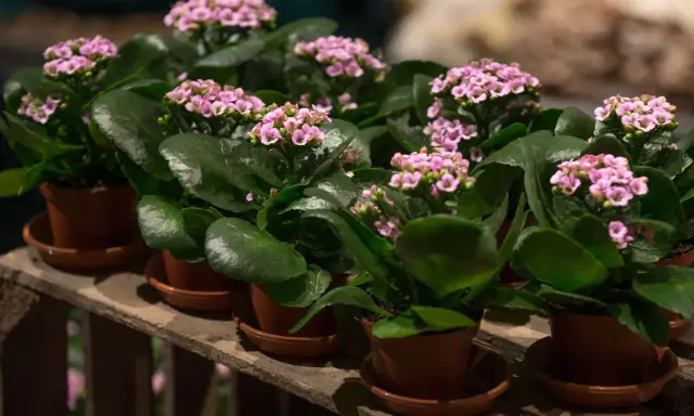 Plantas de kalanchoe blossfeldiana con flores rosadas y hojas verdes, dispuestas en macetas sobre una caja de madera.