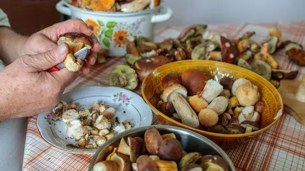 Jak przewieźć grzyby? Poradnik, by zachowały smak i świeżość!
