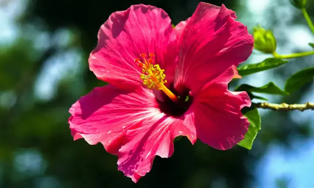 Piękny, różowy hibiskus ogrodowy. Czy nadaje się na herbatę? Jego płatki mogą dodać koloru i smaku naparowi.