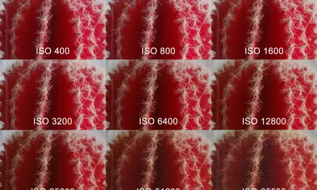 Muestra cómo el ruido aumenta en una foto de cactus al subir el ISO de la cámara, desde ISO 400 hasta ISO 65535.