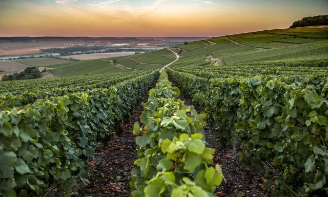Reihen von grünen Weinreben erstrecken sich über sanfte Hügel im Abendlicht. Hier wachsen die Champagner Rebsorten für edlen Schaumwein.