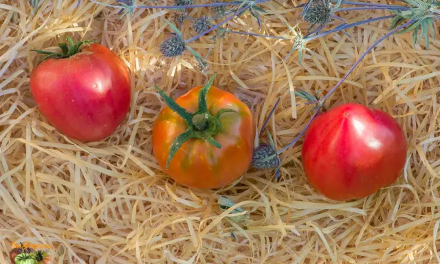 Trois tomates, dont une tomate Anna Russian, reposent sur un lit de paille avec des chardons bleus.