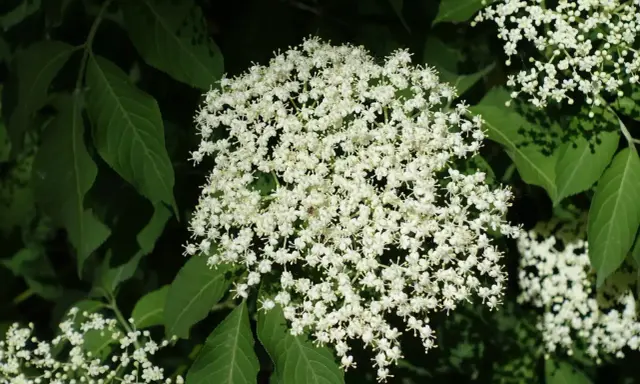 Holunderblüten im Garten: schön, aber die Nachteile sind, dass sie schnell wachsen und sich ausbreiten können.