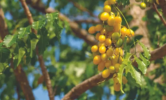 Grappe de fruits jaunes mûrs sur un arbre, source de l'huile de neem insecticide naturelle.